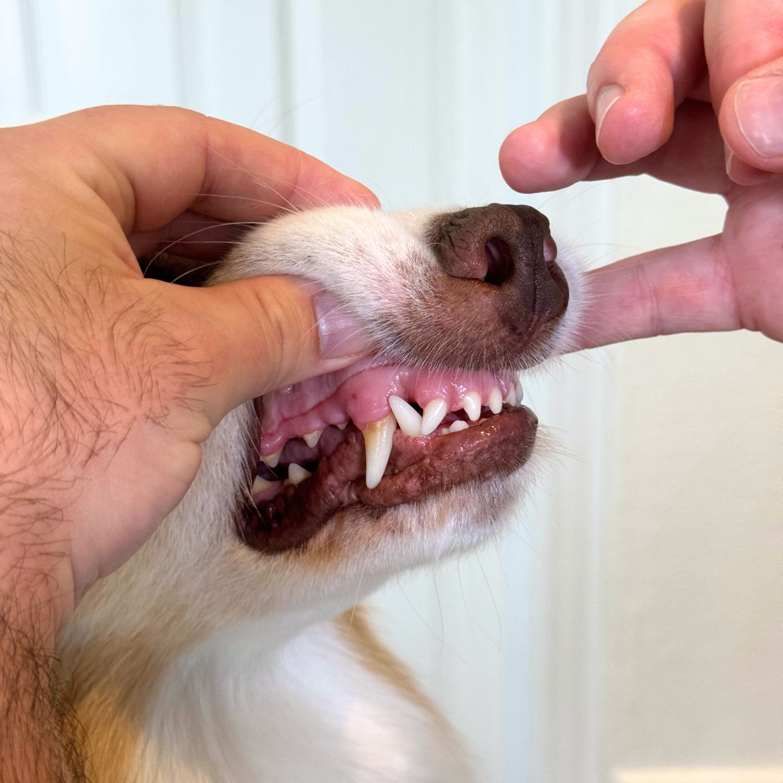 TÆNDER